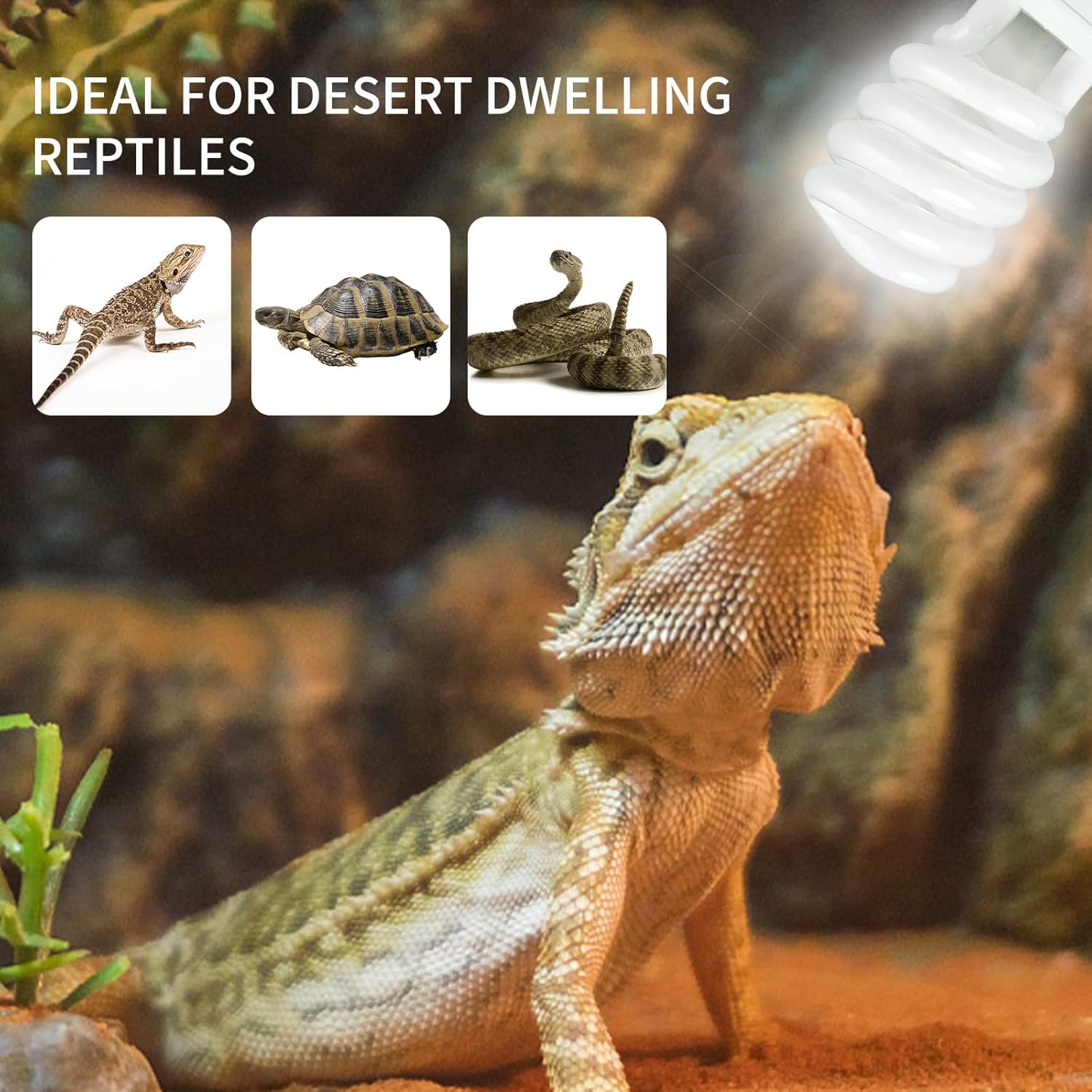 UVB 5.0 10.0 Reptile Heating L - đánh giá và giá Calcium Powder Reptile