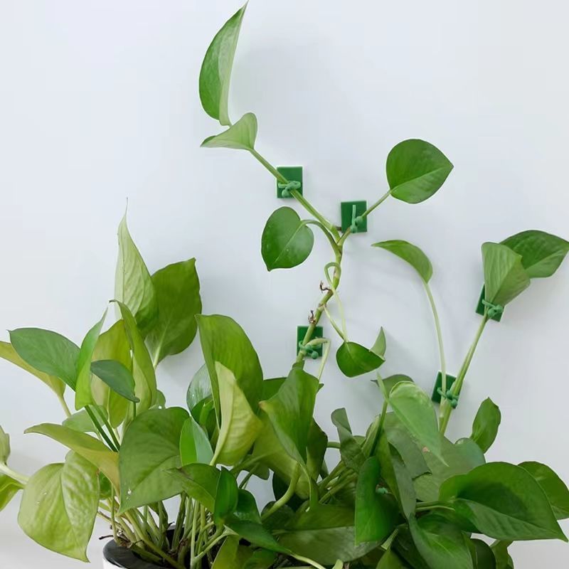 Self‑Adhesive Plant Climbing W - đánh giá và giá Vine Climbing Plastic