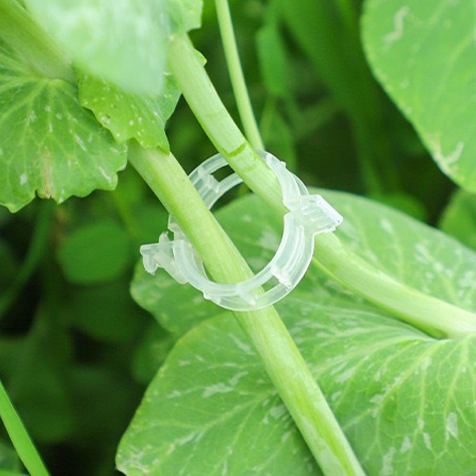 Secured Plastic Plant Clip for - đánh giá và giá Vine Climbing Plastic